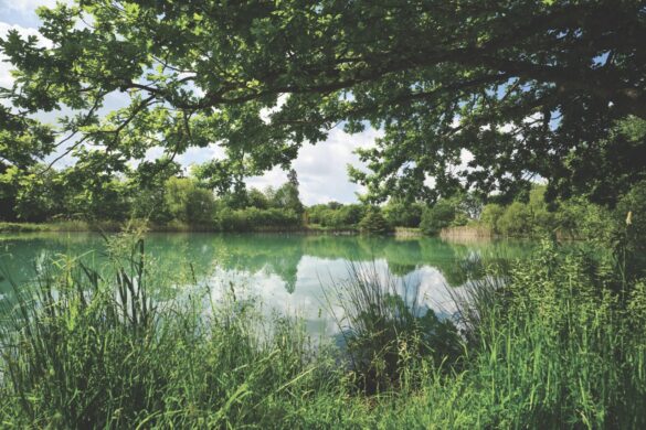 Teachers at Gretton (left) and Kimbolton (above) say that managing support and inclusion properly benefits everyone, not only children with learning difficulties. Image by Chris Reeve Photographer A tranquil green lake between trees and grass