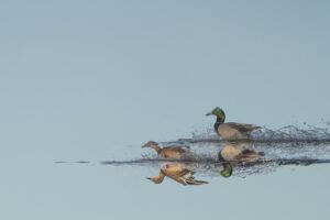 Ducks splashing on a flat blue lake