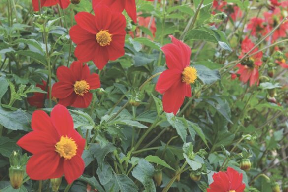 Red flowers with an orange centre on a green bush