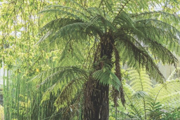 A green plant growing above the foliage