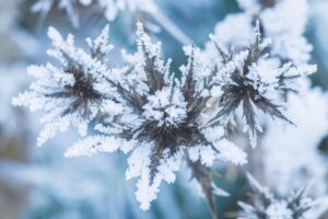 A close up of brown leaves with frosted edges