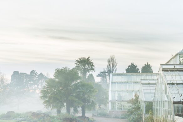 A misty landscape with greenhouses lining a walkway opposite green flowerbeds