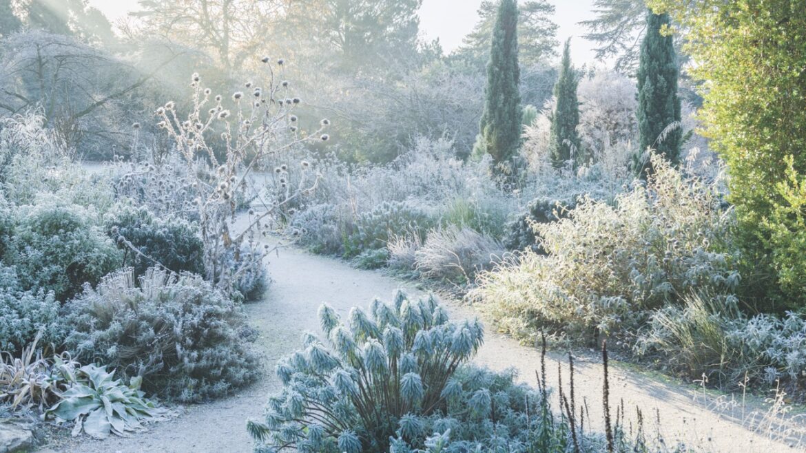 A garden with frosty plants and walkways at winter