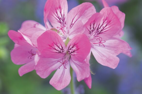 A bunch of pink flowers with purple flowers underneath