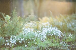 Close up of snowdrops next to a clump of fern in a sunlight strewn clearing