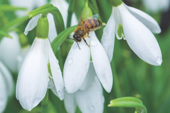 ‘James Backhouse’ Close up of a bee on dewy white snowdrops