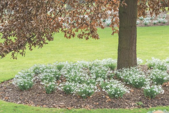 ‘Magnet’ A tree surrounded by a circle of white snowdrops in a field