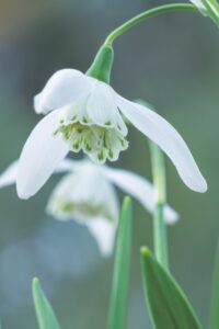 Close-up of a white snowdrop with a blurred green background