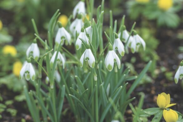 ‘Scharlockii’ A bunch of white snowdrops surrounded by yellow flowers
