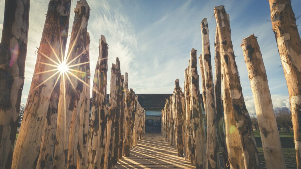 Shaved wooden stumps making a pathway with light streaming through the gaps