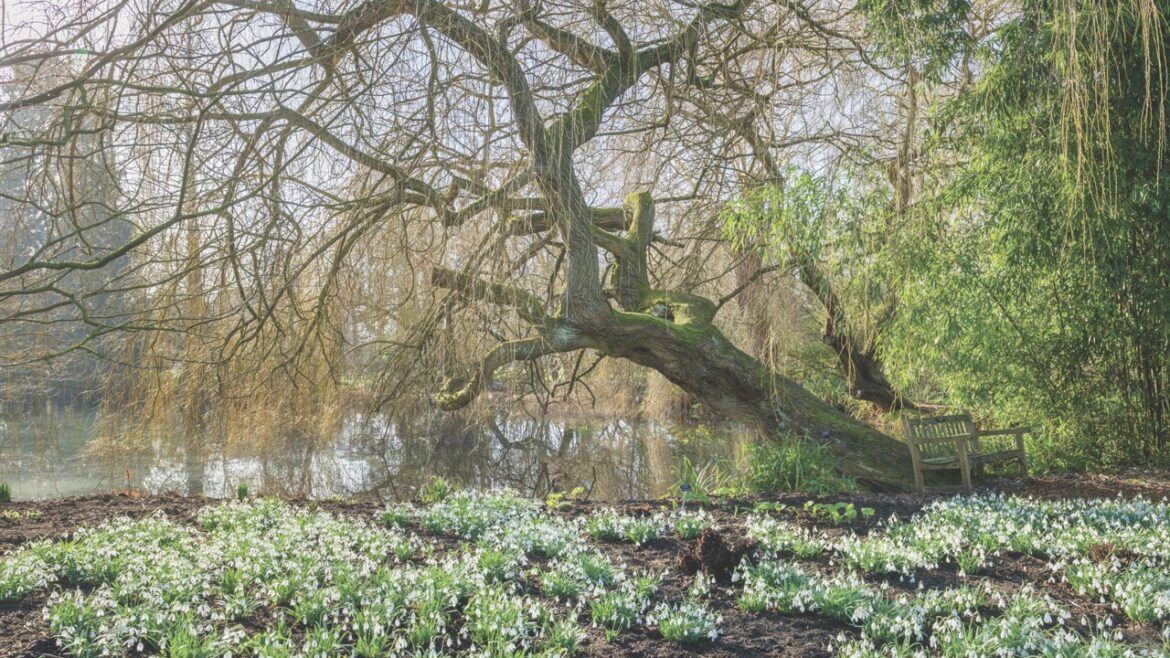 A large tree hanging over snowdrops next to a lake