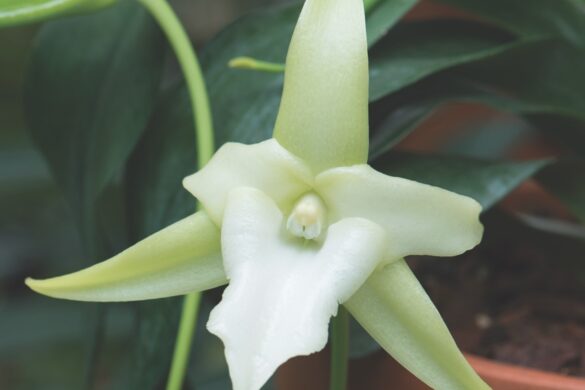 Angraecum sesquipedale Anm orchid with white pointed petals