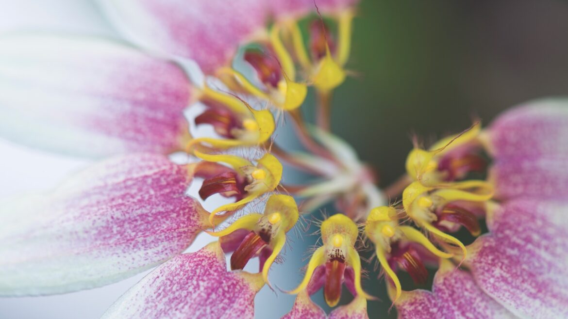 Close up of an orchid with yellow pollen, and pink and white petals