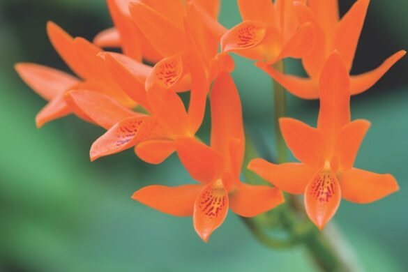 Cattleya aurantiaca An orchid with small red flowers