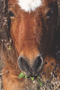 Close-up of a horse with brown and white fur, eating leaves