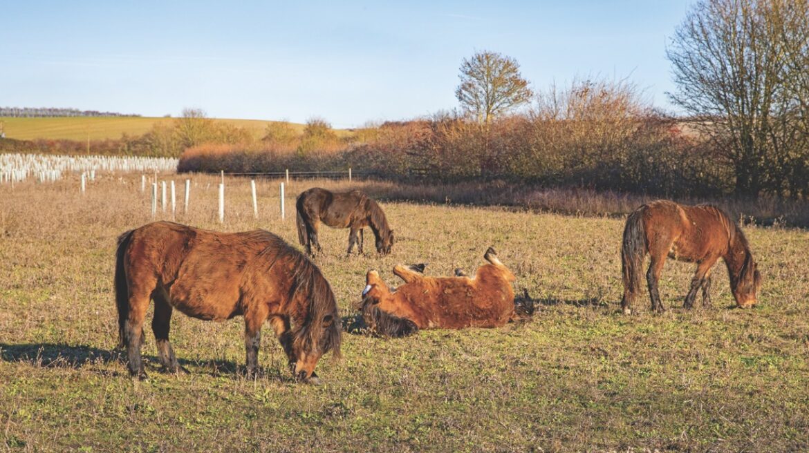 A group of ponies standing in a field