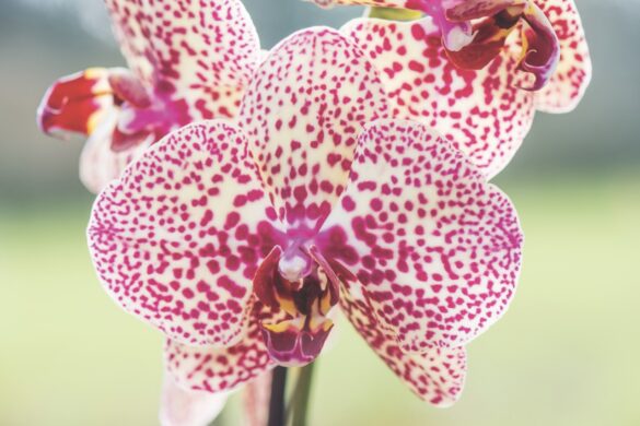 Orchid Festival. Phalaenoposis An orchid with white petals covered in pink spots