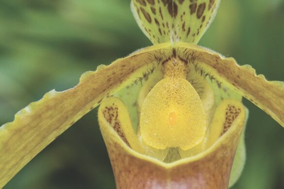 Paphiopedilum insigne_24A8674 Large Close up of a yellow orchid