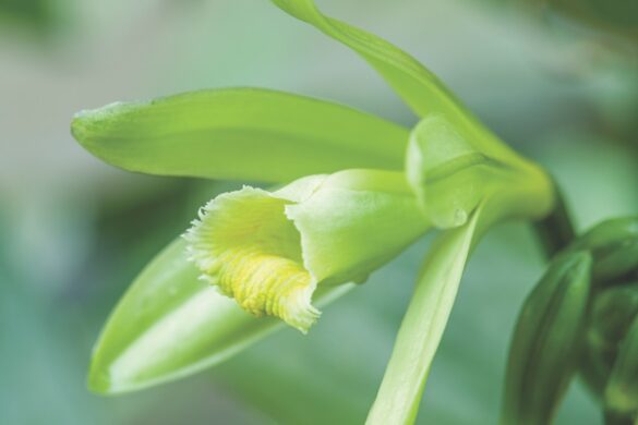 Vanilla planifolia An orchid with light green petals