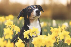 A dog standing among yellow daffodils in soft lighting